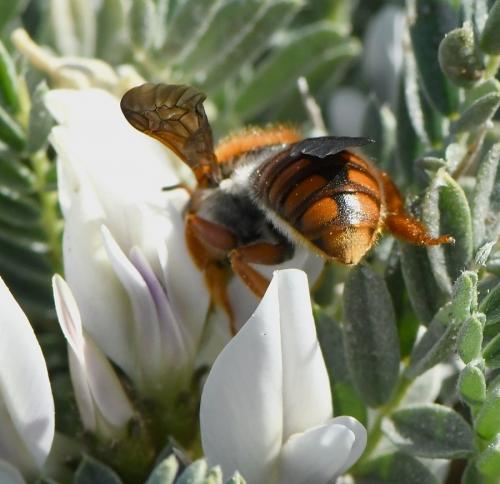 Réf. 225 981 : Rhodanthidium sticticum